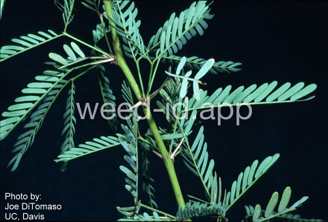 mesquite, honey